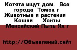 Котята ищут дом - Все города, Томск г. Животные и растения » Кошки   . Ханты-Мансийский,Пыть-Ях г.